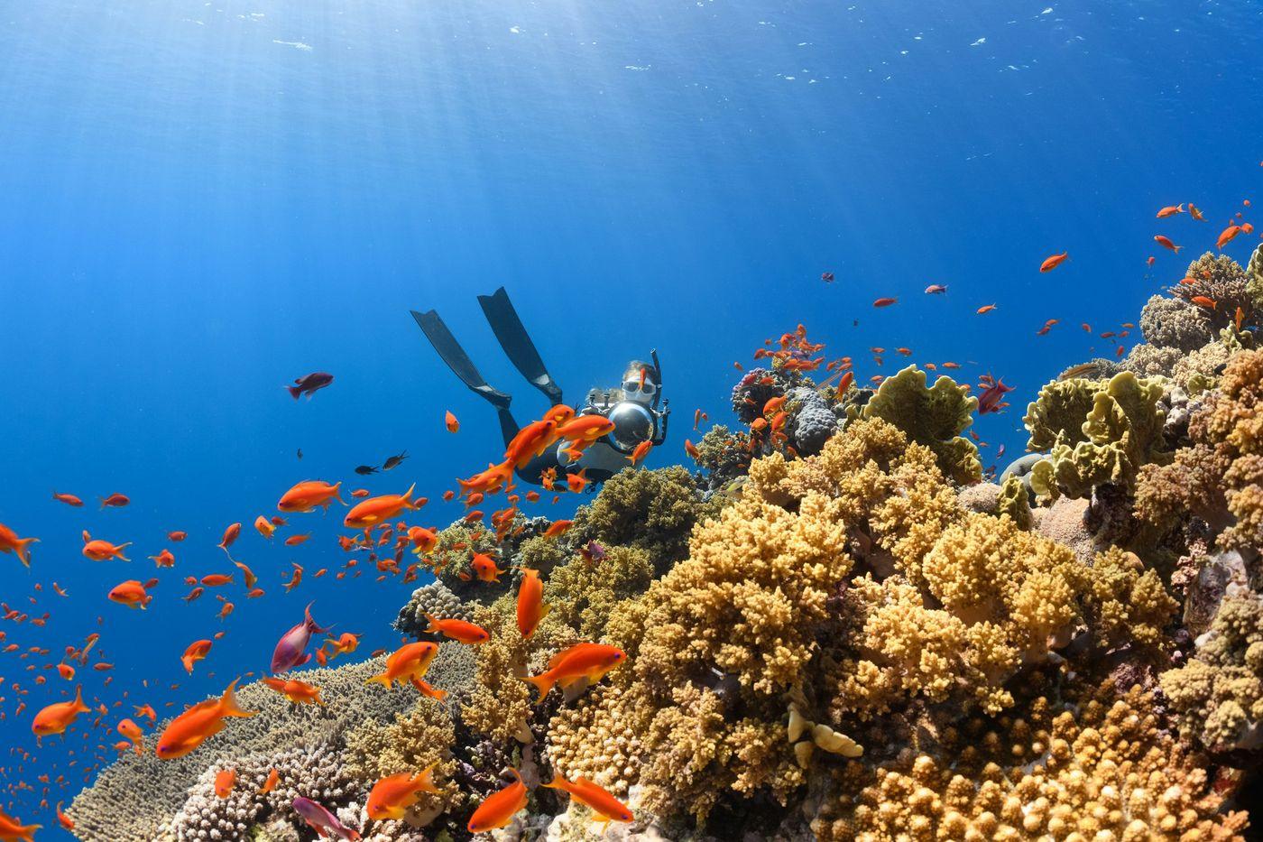 A diver moving slowly above a crowded, healthy reef